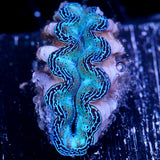 JC Biota Ultra Crocea