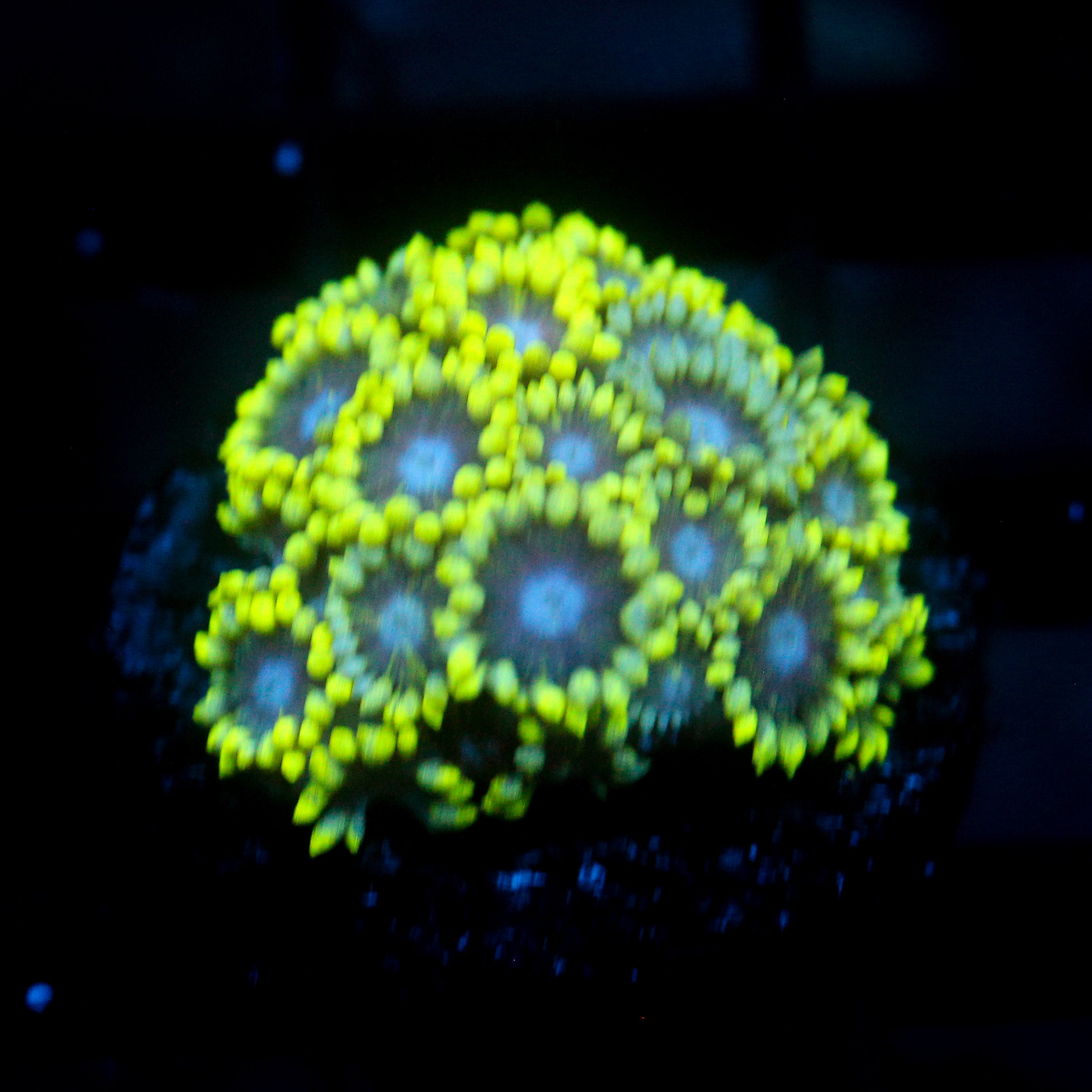 JC Nitroglycerin Goni