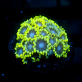 JC Nitroglycerin Goni