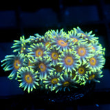 JC Fresh as a Daisy Goni