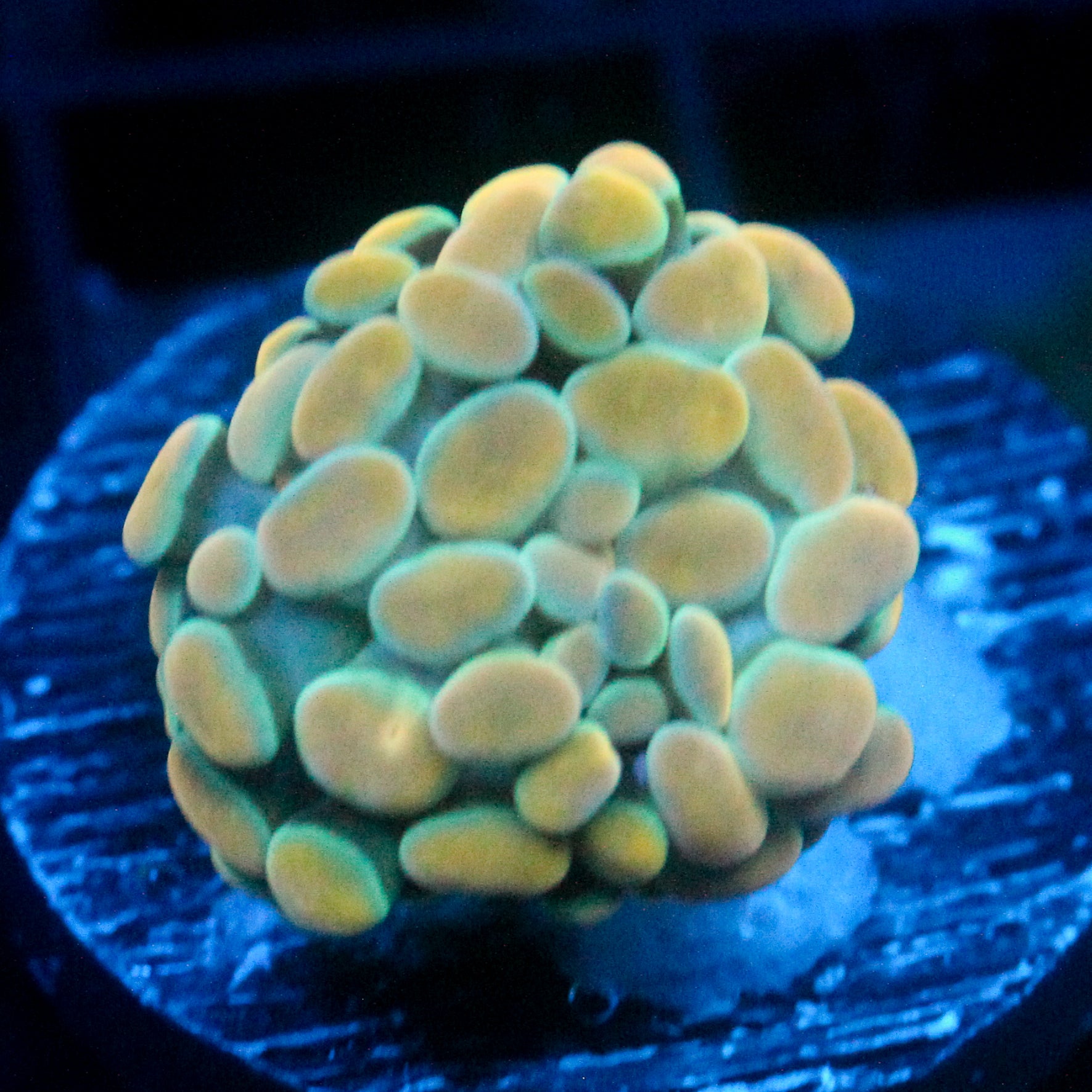 JC Golden Glow Hammer