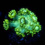 JC Uranium Fever Goni