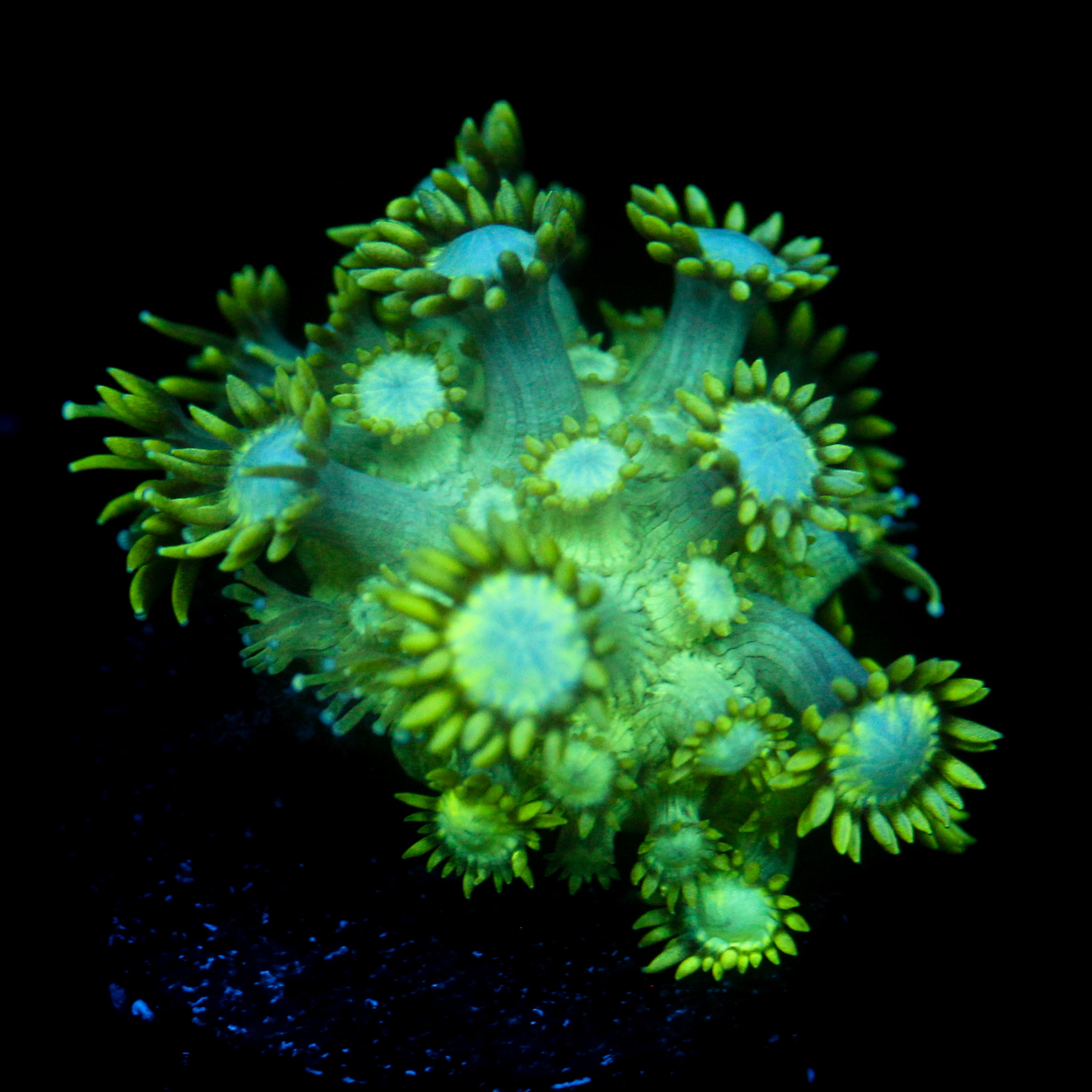 JC Uranium Fever Goni