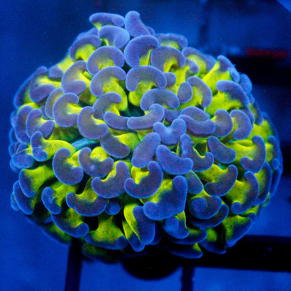 JC Bright One Hammer