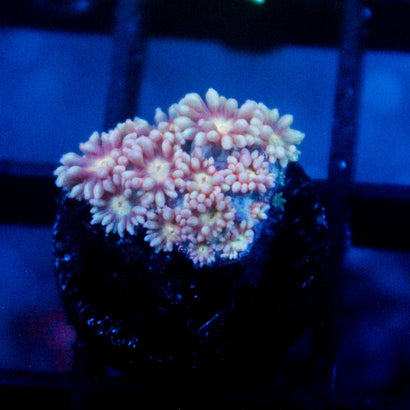 JC Utter Rainbow Goni