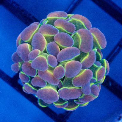 JC Ultra Hologram Hammer