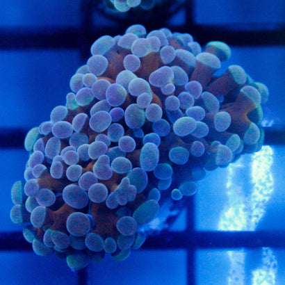 JC Blue Bubbles Hammer