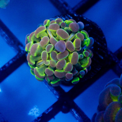 SBB Ultra Hologram Hammer