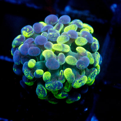 JC Ultra Splatter Hammer