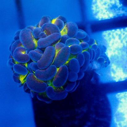 JC Blue Monster Hammer