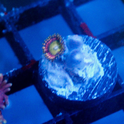 JC Hypnotoad Zoanthid