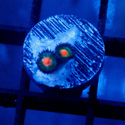 JC Alien Blood Zoanthid