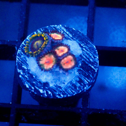 JC Peach Bellini Zoanthid