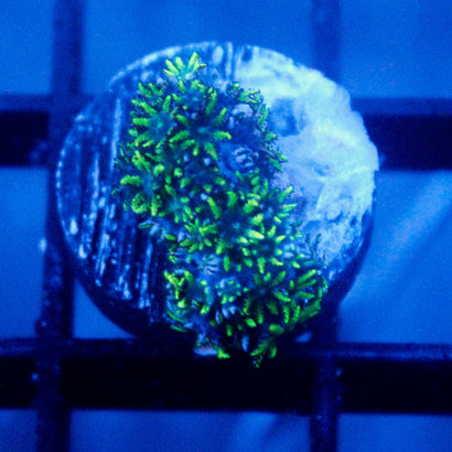 JC Sympodium