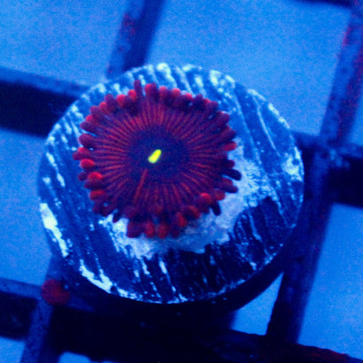 Purple People Eater Zoanthid