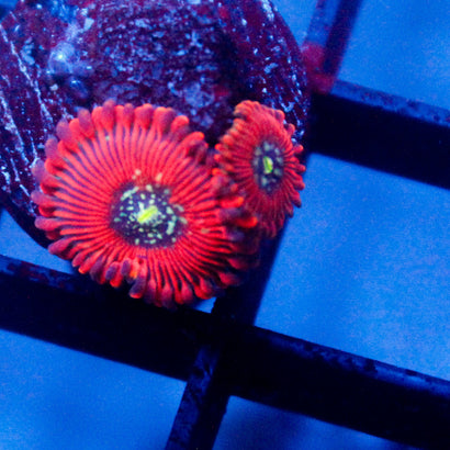 JC Magicians Zoanthid