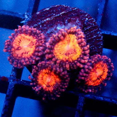 JC Spekled Kraze Zoanthid