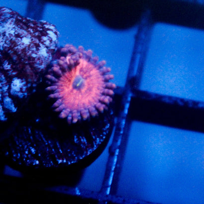 JC Amber Bliss Zoanthid