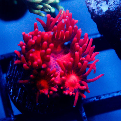JC Red Dragon Goni
