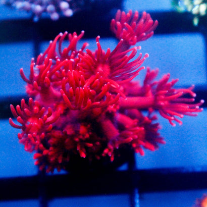 JC Red Death Goni