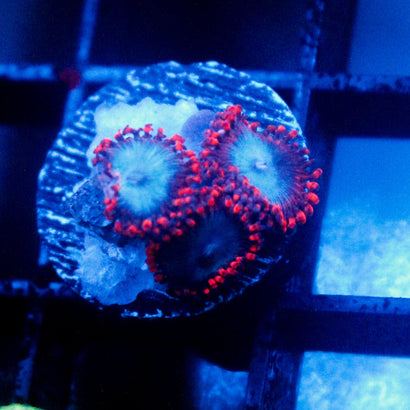 JC Molten Sulfer Zoanthid