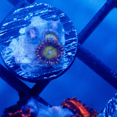 JC Hypnotoad Zoanthid