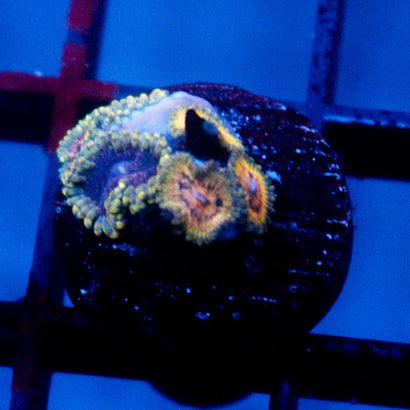 JC Blue Seam Zoanthid