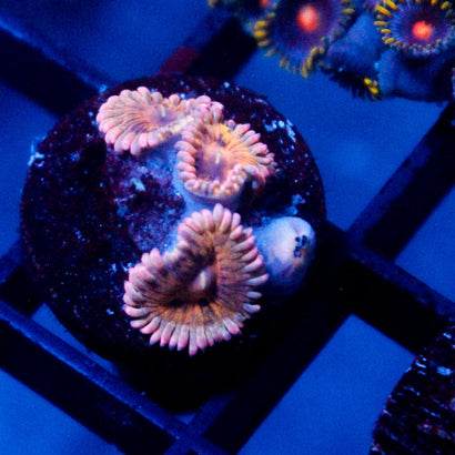 JC Pink Seam Zoanthid