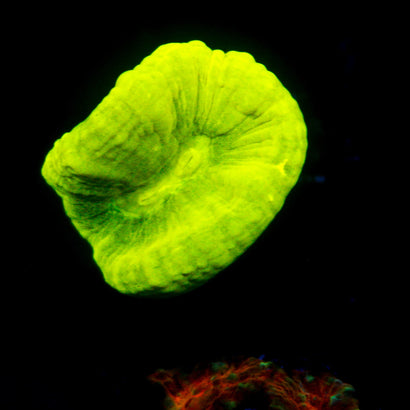 JC Neon Green Trumpet Coral