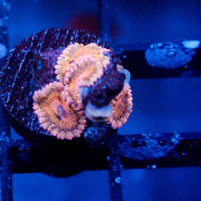 JC Pink Seam Zoanthid