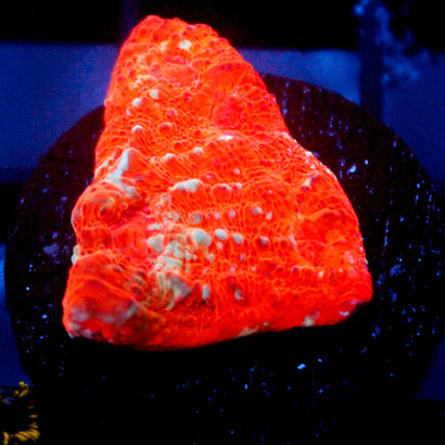 JC Cheetos Finger Chalice