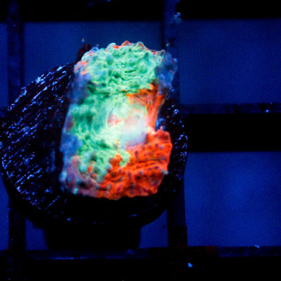 JC Miami Beach Rainbow Chalice