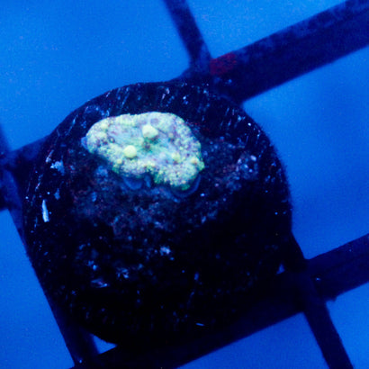 JC Baby Neptune Bounce