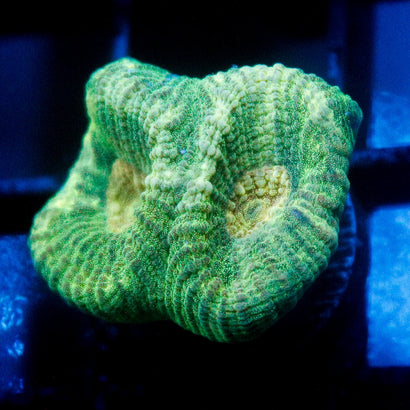 JC Neon Green Favia
