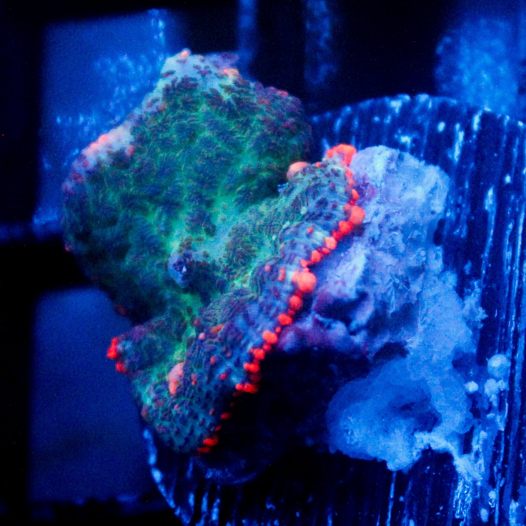 JC Toxic Blood Mushroom