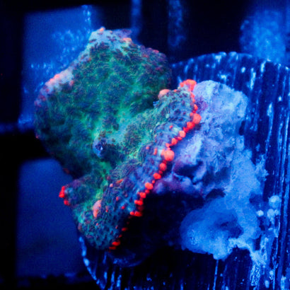 JC Toxic Blood Mushroom