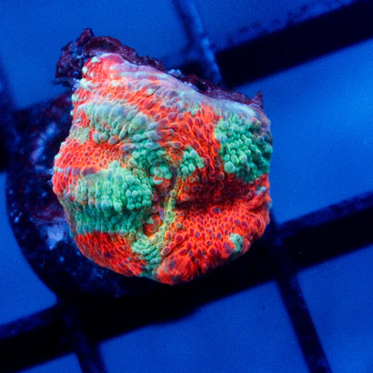 JC Miami Beach Rainbow Chalice