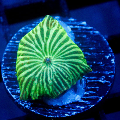 JC Watermelon Rind Mushroom