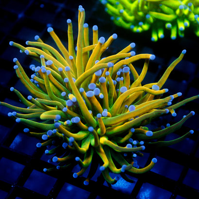 JC XTreme Torch (2 Heads)