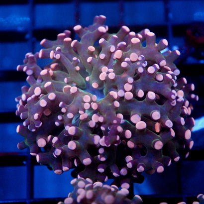 JC Pink Tip Octo