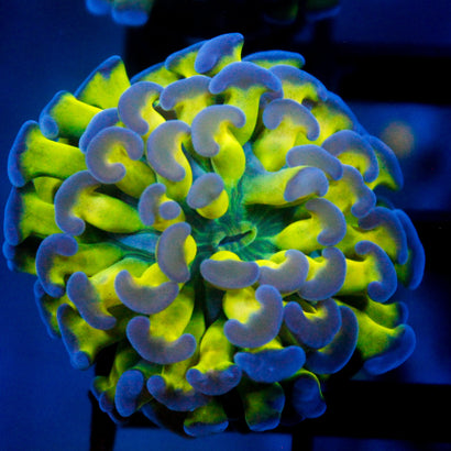 JC Weeping Willow Hammer