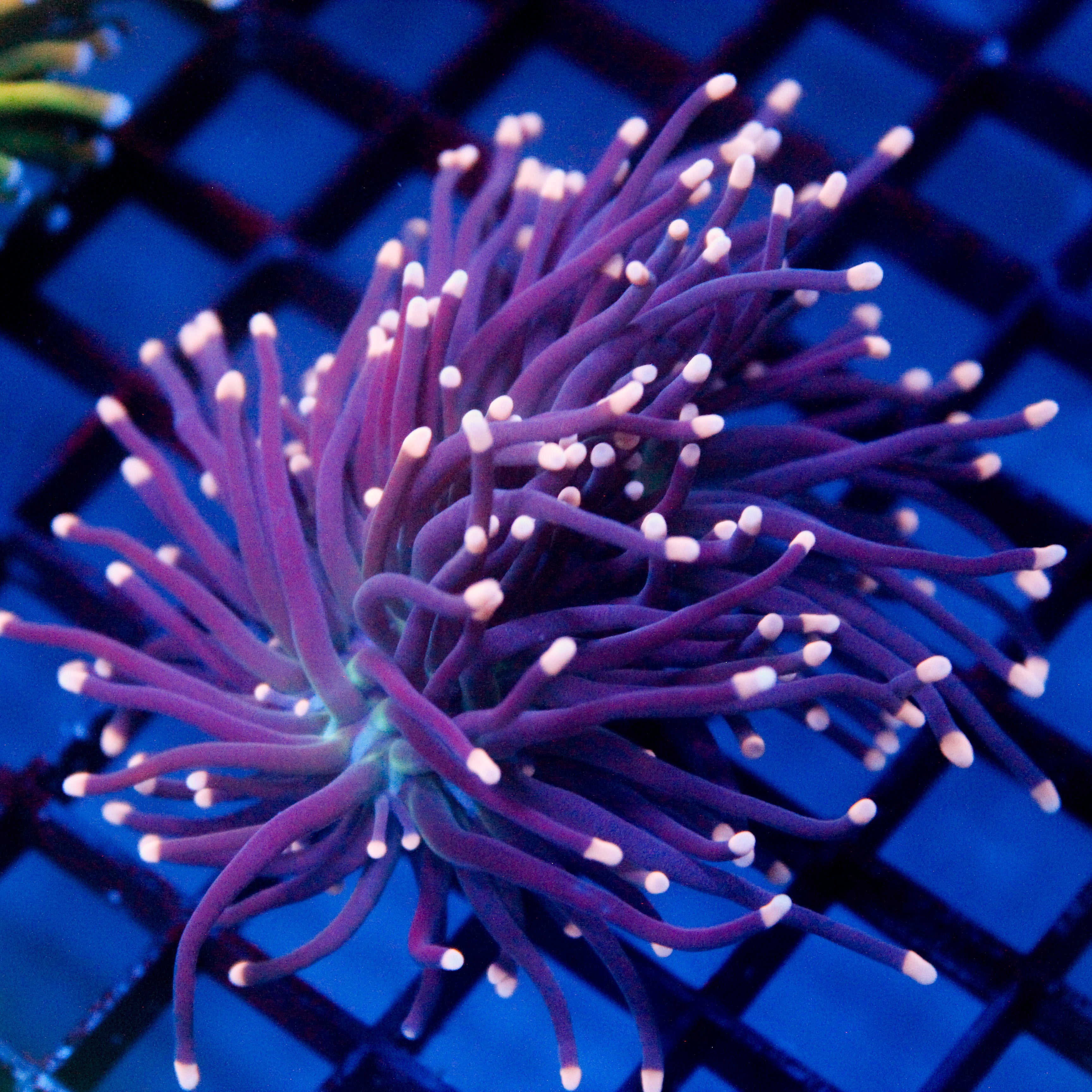 JC Pink Tip Hurricane Torch