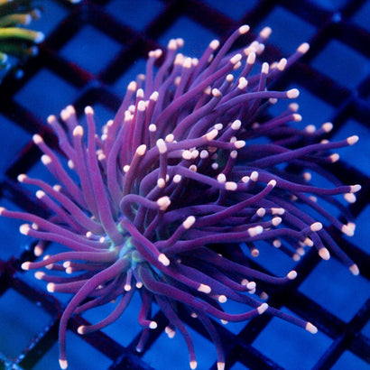 JC Pink Tip Hurricane Torch
