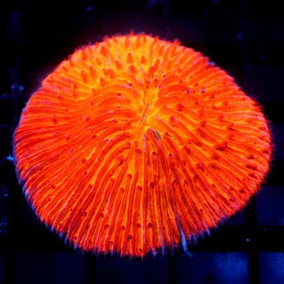JC Halloween Plate coral