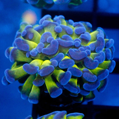 JC Bright One Hammer