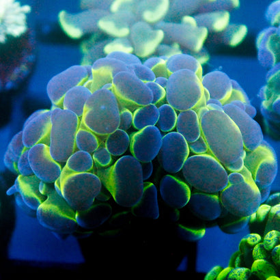 JC Bubble Blast Hammer