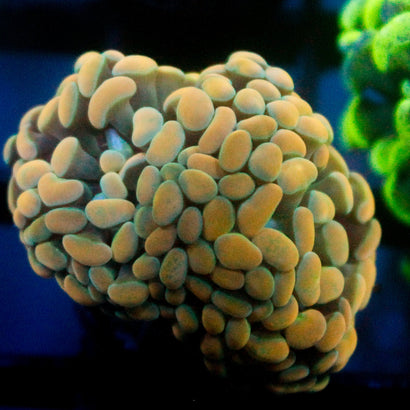 JC Ultra Gold Hammer