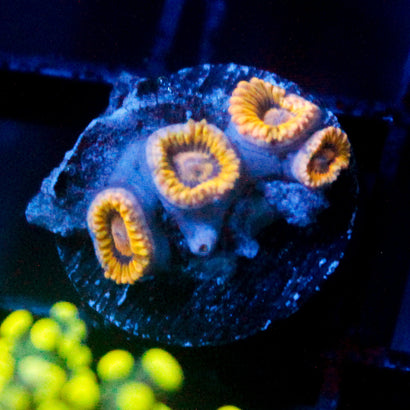 JC Rando Zoanthids