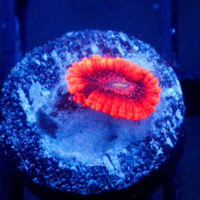 JC Typhloshion Zoanthid