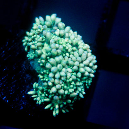 JC Green Blast
